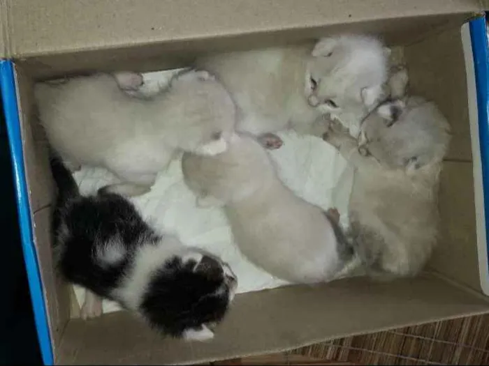 Gato ra a Não sei idade Abaixo de 2 meses nome Não tem
