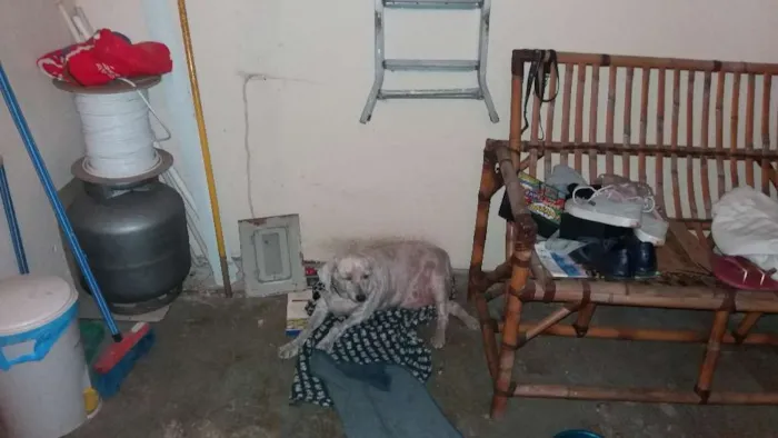 Cachorro ra a Poodle idade 6 ou mais anos nome NANI