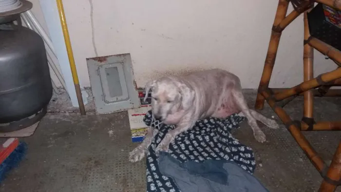 Cachorro ra a Poodle idade 6 ou mais anos nome NANI