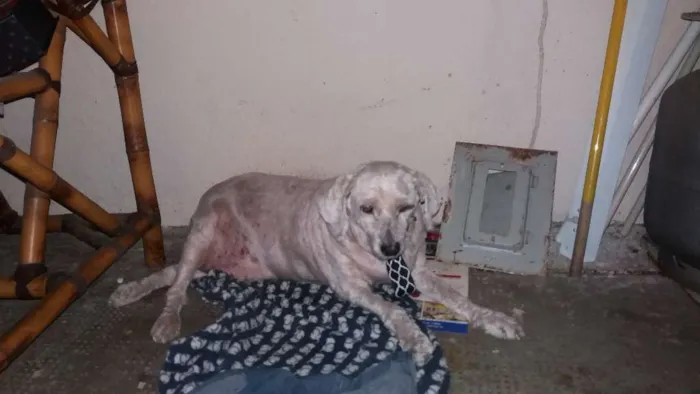 Cachorro ra a Poodle idade 6 ou mais anos nome NANI