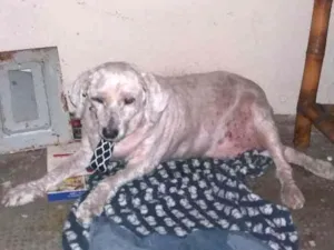 Cachorro raça Poodle idade 6 ou mais anos nome NANI