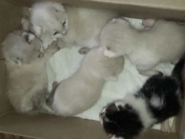 Gato ra a Não sei idade Abaixo de 2 meses nome Não tem