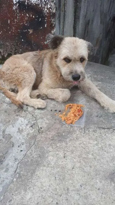 Cachorro ra a SRD idade 3 anos nome BOOMER