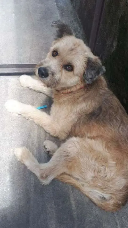 Cachorro ra a SRD idade 3 anos nome BOOMER