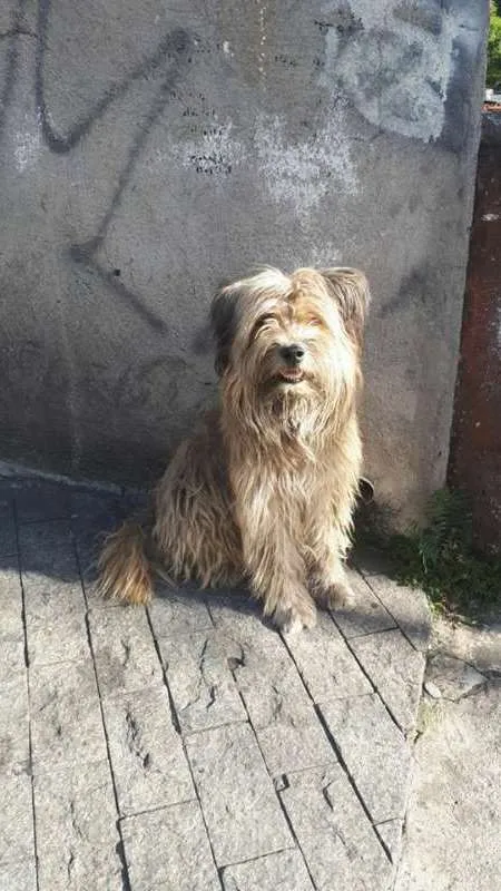 Cachorro ra a SRD idade 3 anos nome BOOMER