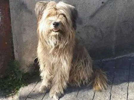 Cachorro ra a SRD idade 3 anos nome BOOMER