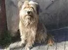Cachorro raça SRD idade 3 anos nome BOOMER