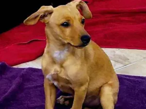 Cachorro raça sem raça idade 2 a 6 meses nome Jady