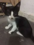 Gato raça SRD idade 2 a 6 meses nome Frajola