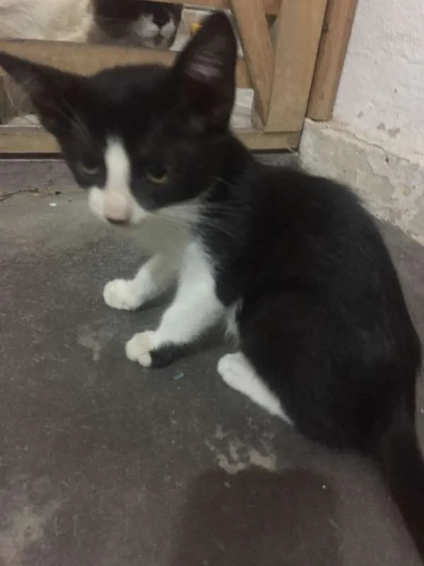 Gato raça SRD idade 2 a 6 meses nome Frajola
