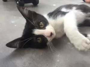 Gato raça SRD idade 2 a 6 meses nome Frajola