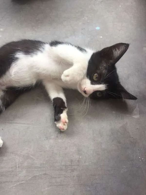 Gato raça SRD idade 2 a 6 meses nome Frajola