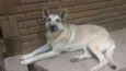 lobo