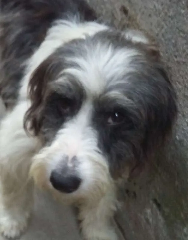 Cachorro raça SRD idade 1 ano nome Bredd