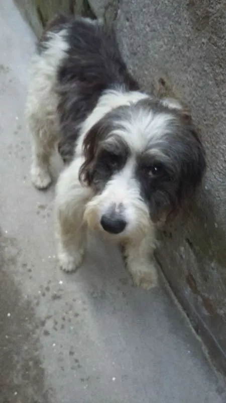 Cachorro raça SRD idade 1 ano nome Bredd