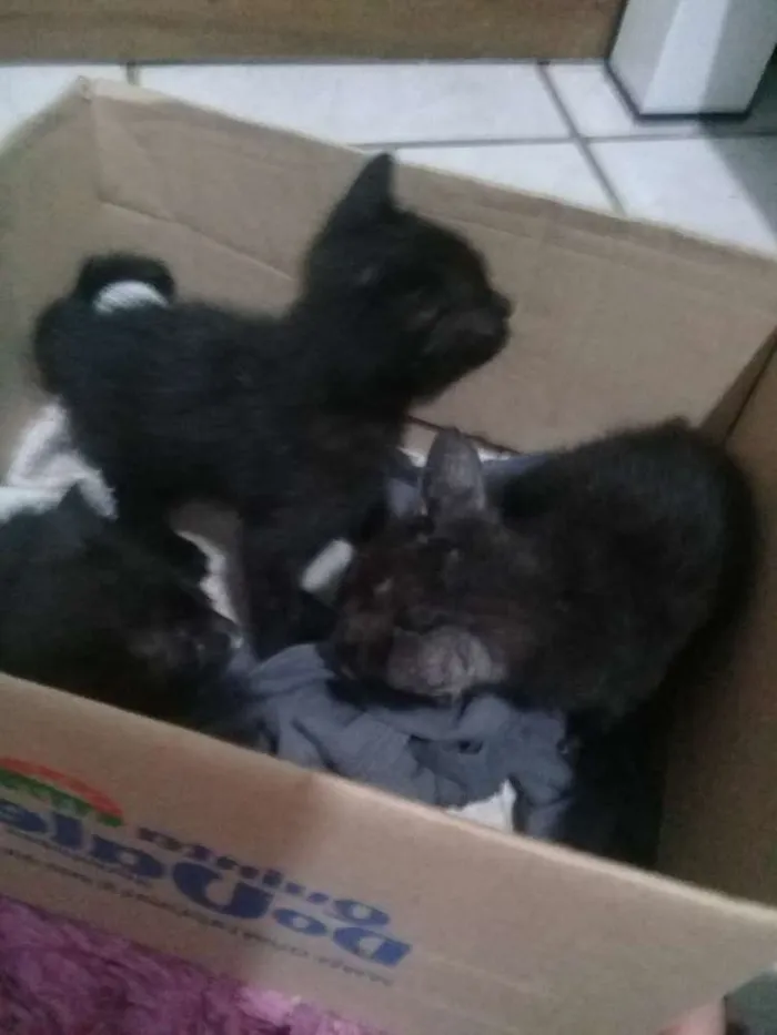 Gato ra a Gato idade Abaixo de 2 meses nome Leona rodolfo neon