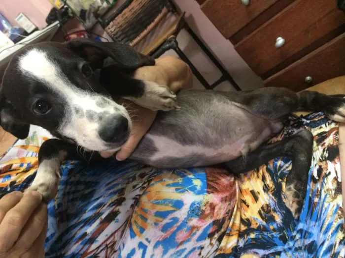 Cachorro ra a  idade 2 a 6 meses nome Nick