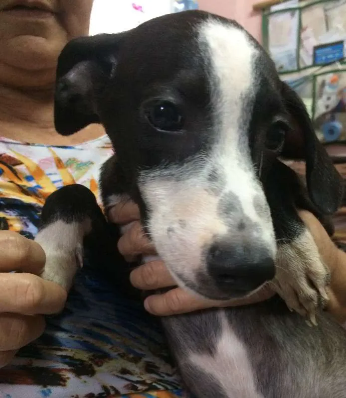 Cachorro ra a  idade 2 a 6 meses nome Nick