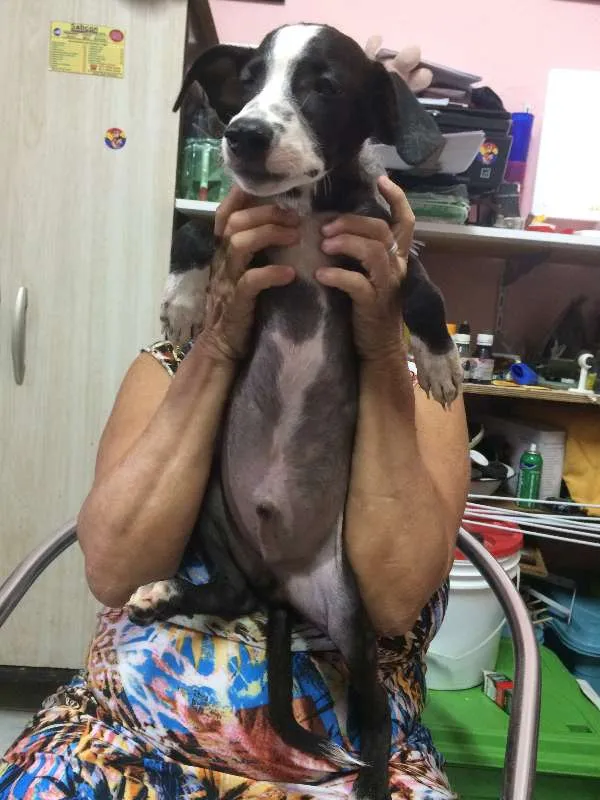 Cachorro ra a  idade 2 a 6 meses nome Nick