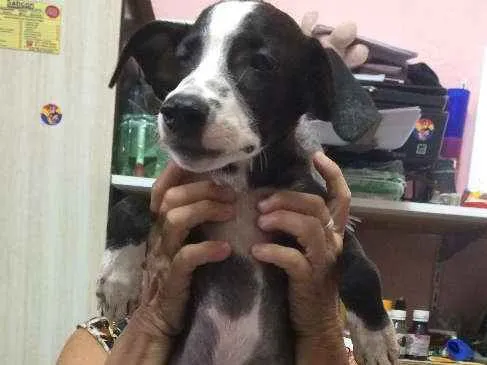 Cachorro ra a  idade 2 a 6 meses nome Nick