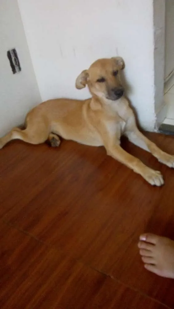 Cachorro ra a Mão :Golden  / Pai: vira lata  idade 2 a 6 meses nome Luna