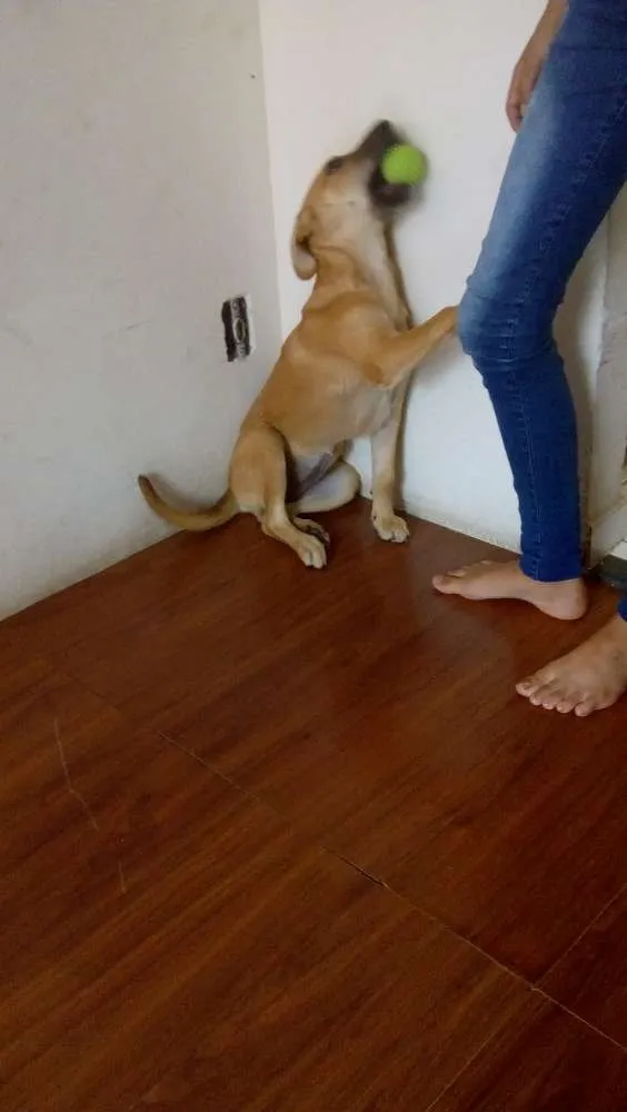 Cachorro ra a Mão :Golden  / Pai: vira lata  idade 2 a 6 meses nome Luna