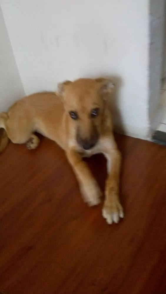 Cachorro ra a Mão :Golden  / Pai: vira lata  idade 2 a 6 meses nome Luna