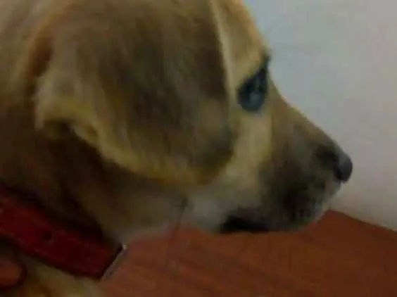 Cachorro ra a Mão :Golden  / Pai: vira lata  idade 2 a 6 meses nome Luna