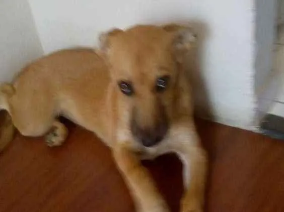 Cachorro ra a Mão :Golden  / Pai: vira lata  idade 2 a 6 meses nome Luna