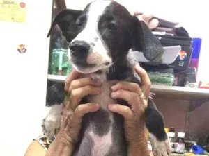 Cachorro raça  idade 2 a 6 meses nome Nick