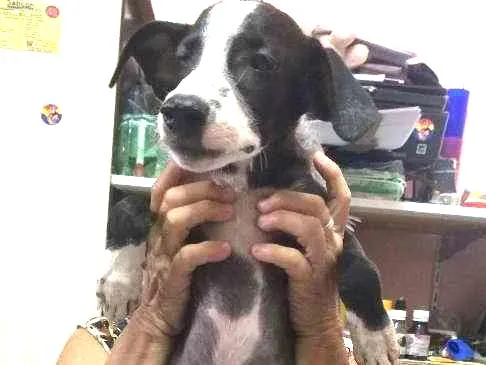 Cachorro ra a  idade 2 a 6 meses nome Nick