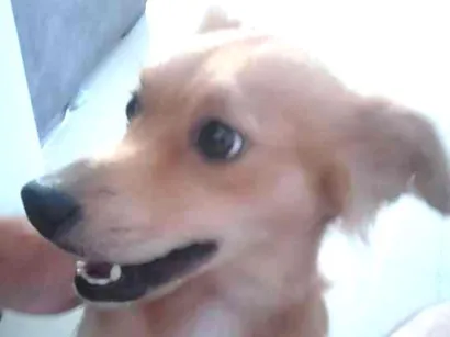 Cachorro raça sem definição idade 7 a 11 meses nome Atende por Belinha