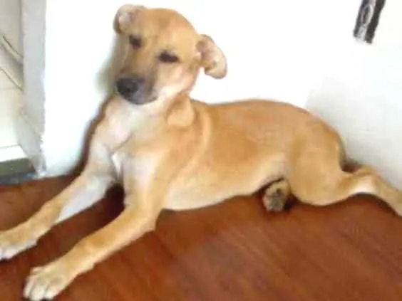 Cachorro ra a Mão :Golden  / Pai: vira lata  idade 2 a 6 meses nome Luna