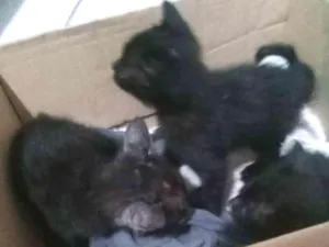 Gato raça Gato idade Abaixo de 2 meses nome Leona rodolfo neon