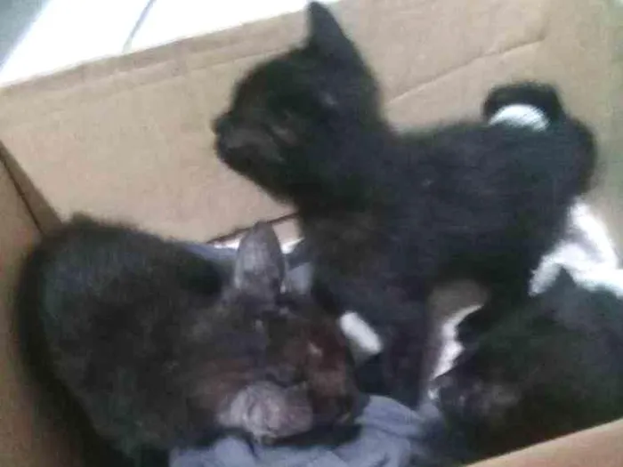 Gato ra a Gato idade Abaixo de 2 meses nome Leona rodolfo neon
