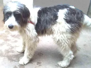 Cachorro raça SRD idade 1 ano nome Bredd