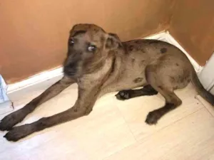 Cachorro raça Srd idade  nome Edy