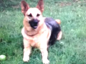 Cachorro raça Pastor alemão  idade 2 anos nome Julie 