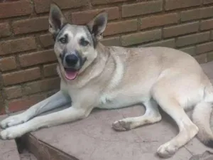 Cachorro raça vira lata com pastor idade 1 ano nome lobo