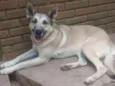 lobo