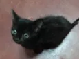 Gata