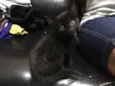 Gata