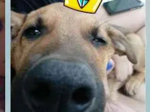 Cachorro raça Vira-Lata idade 2 a 6 meses nome Cheetos