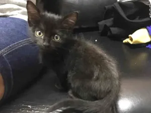 Gato raça indefinida  idade Abaixo de 2 meses nome Gata
