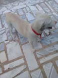 Tobi