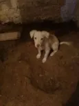 Tobi