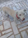 Tobi