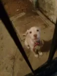 Tobi