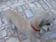 Tobi