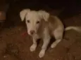 Tobi